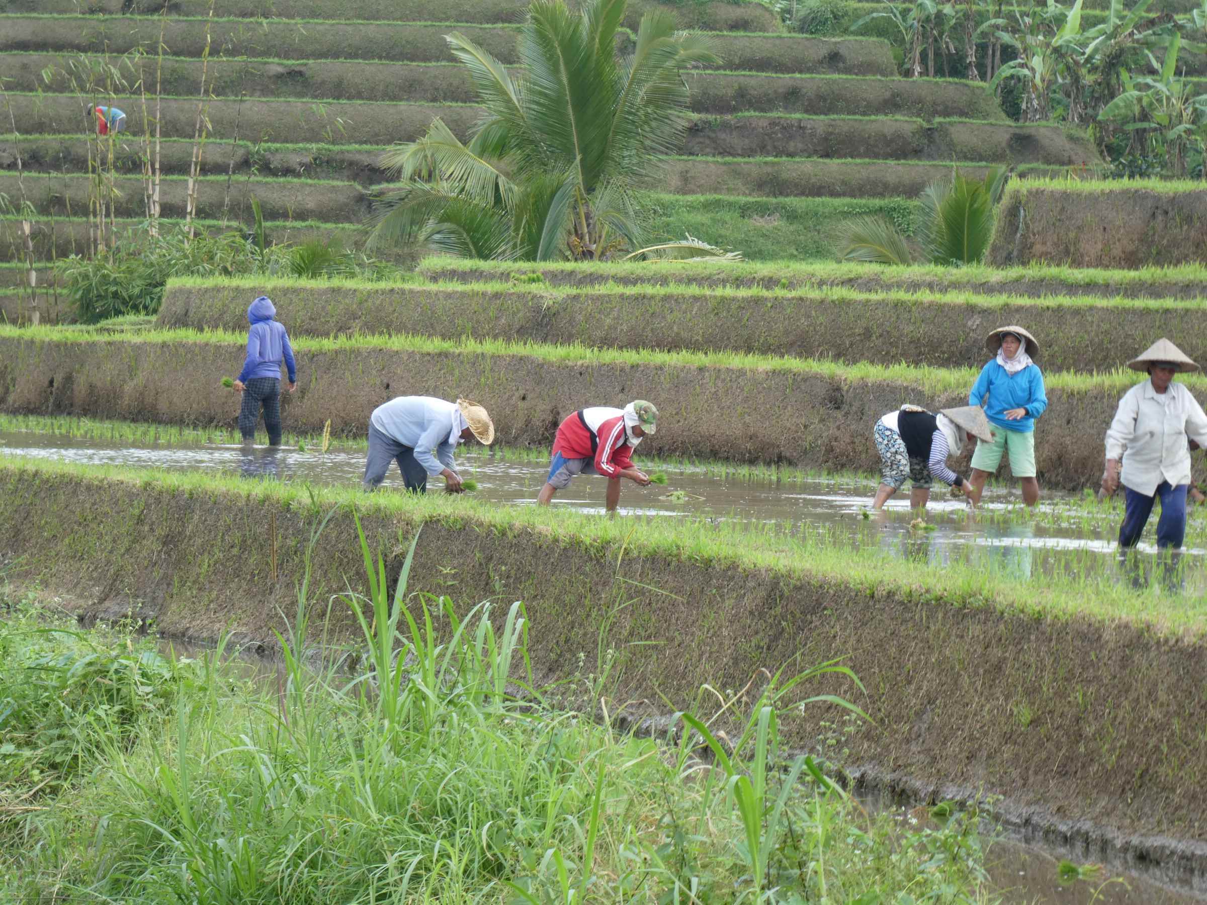Bali_jatiluwih_2