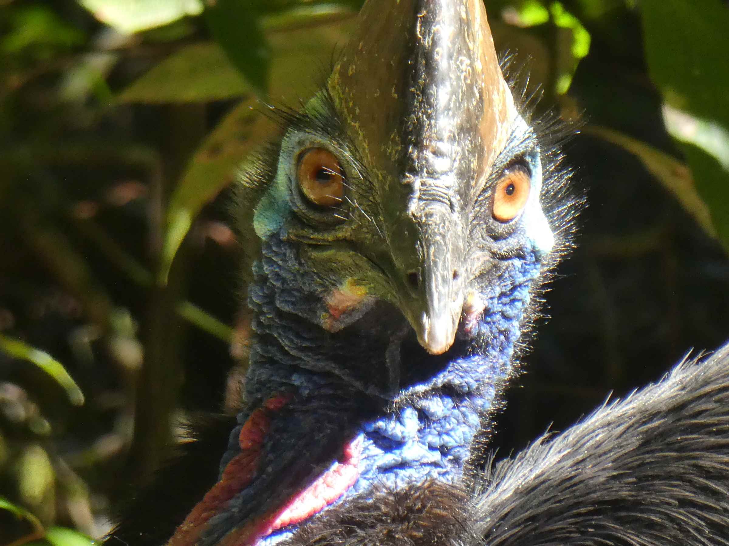 wallaman_cassowary