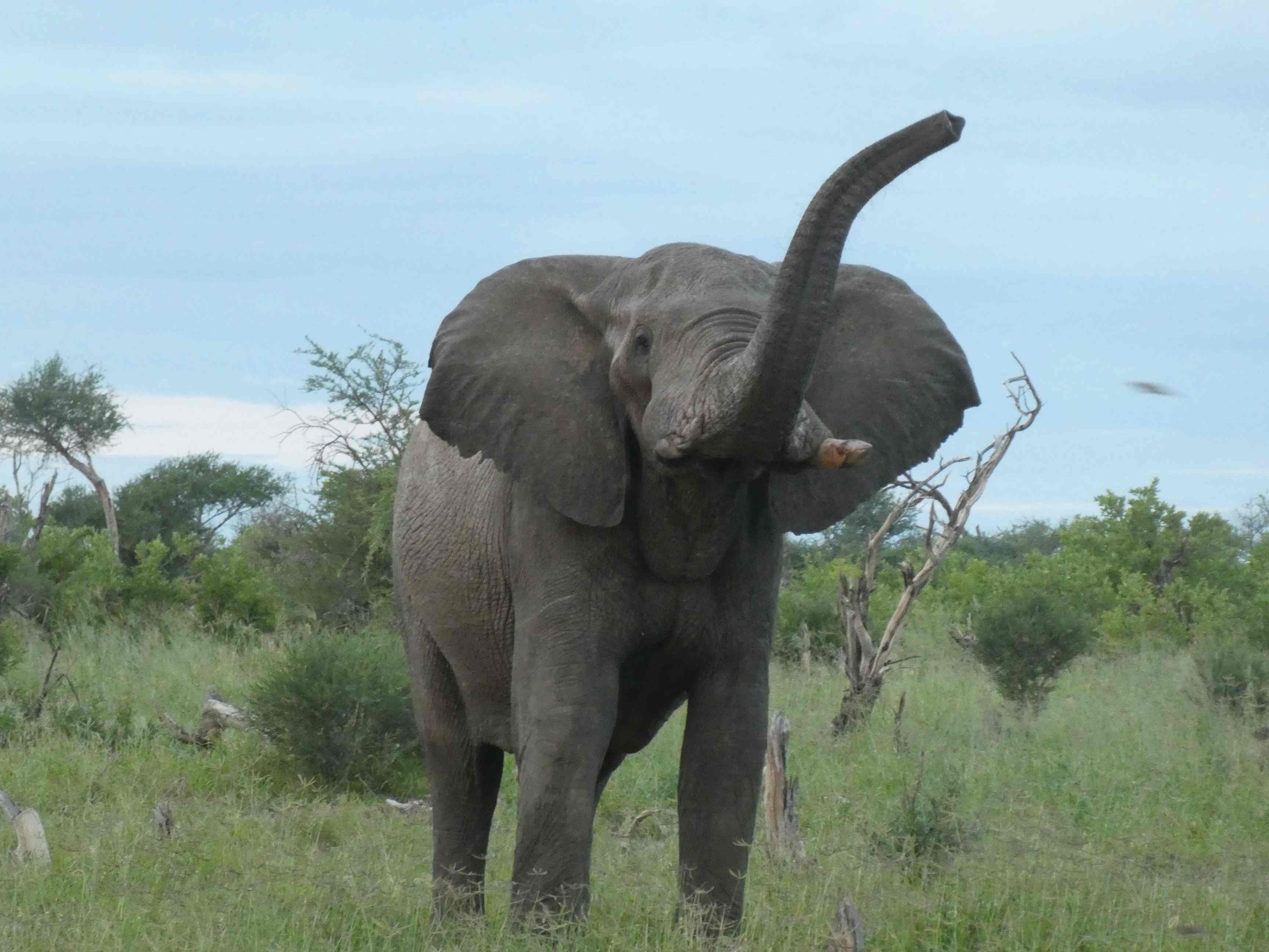 elephant_sands7