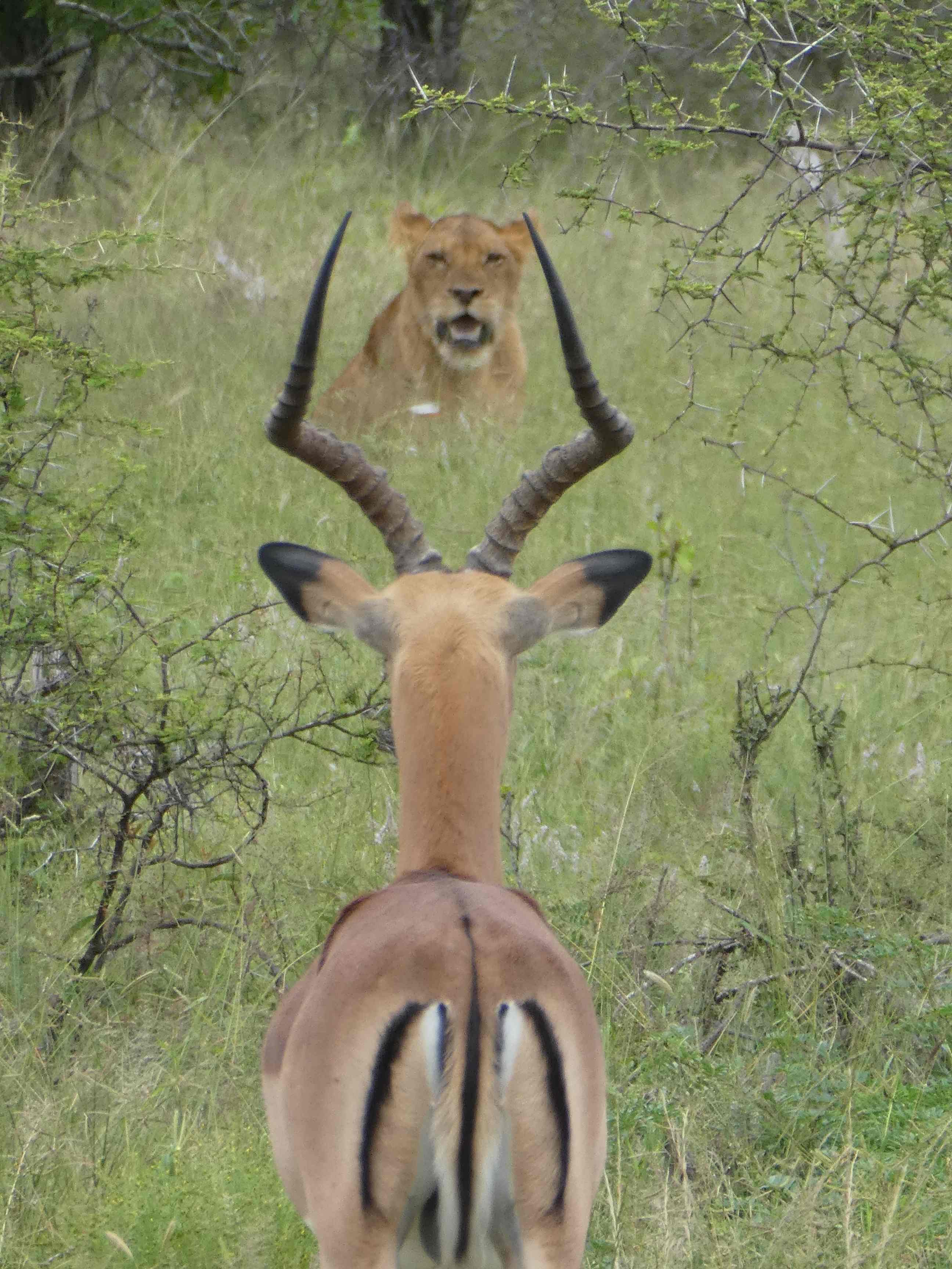 kruger_3